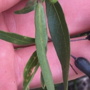 Billardiera heterophylla at Bruce, ACT - 3 Sep 2021