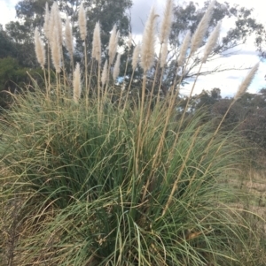 Cortaderia selloana at Undefined Area - 3 Sep 2021