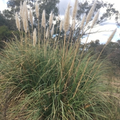 Cortaderia selloana (Pampas Grass) at Bruce Ridge - 3 Sep 2021 by NedJohnston