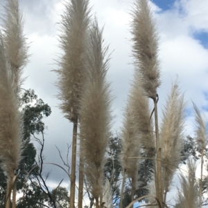 Cortaderia selloana at Undefined Area - 3 Sep 2021