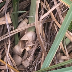 Cortaderia selloana at Undefined Area - 3 Sep 2021