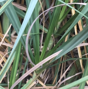 Cortaderia selloana at Undefined Area - 3 Sep 2021