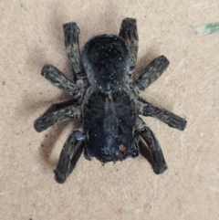 Unidentified Spider (Araneae) at Denman Prospect, ACT - 4 Sep 2021 by AaronClausen