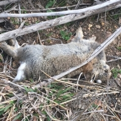 Oryctolagus cuniculus (European Rabbit) at Bruce Ridge - 3 Sep 2021 by NedJohnston