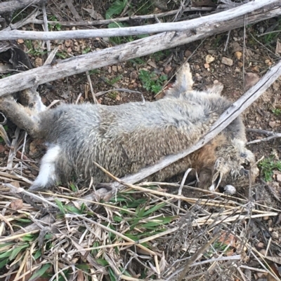 Oryctolagus cuniculus (European Rabbit) at Bruce Ridge - 3 Sep 2021 by NedJohnston