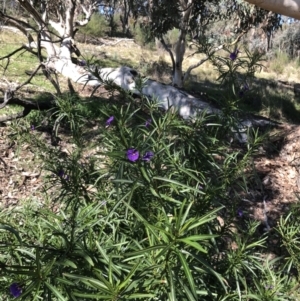 Solanum linearifolium at Bruce, ACT - 2 Sep 2021 10:36 AM