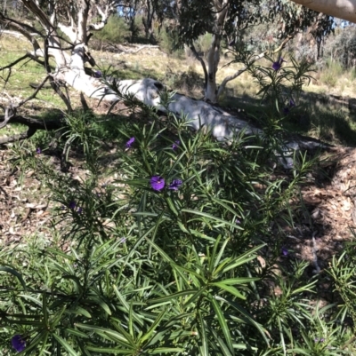 Solanum linearifolium (Kangaroo Apple) at Gossan Hill - 2 Sep 2021 by goyenjudy