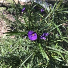 Solanum linearifolium at Bruce, ACT - 2 Sep 2021 10:36 AM