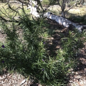 Solanum linearifolium at Bruce, ACT - 2 Sep 2021 10:36 AM