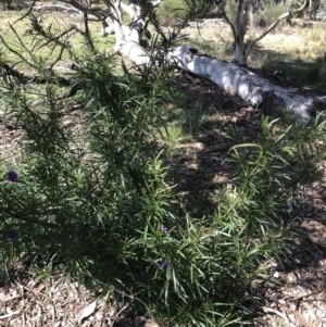 Solanum linearifolium at Bruce, ACT - 2 Sep 2021