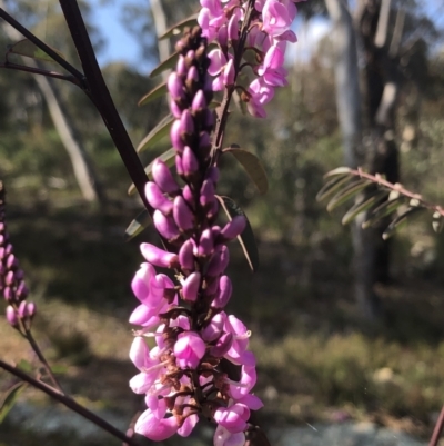 Indigofera australis subsp. australis (Australian Indigo) at Bruce Ridge to Gossan Hill - 2 Sep 2021 by goyenjudy