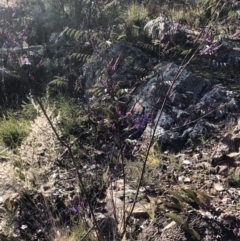 Indigofera australis subsp. australis at Bruce, ACT - 3 Sep 2021