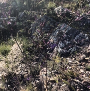 Indigofera australis subsp. australis at Bruce, ACT - 3 Sep 2021 09:50 AM