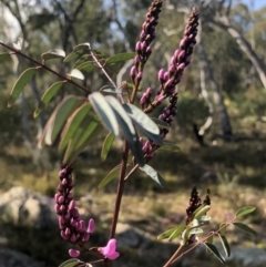 Indigofera australis subsp. australis at Bruce, ACT - 3 Sep 2021