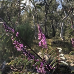 Indigofera australis subsp. australis at Bruce, ACT - 3 Sep 2021