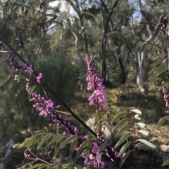 Indigofera australis subsp. australis at Bruce, ACT - 3 Sep 2021 09:50 AM