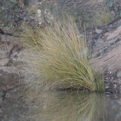 Carex appressa (Tall Sedge) at Conder, ACT - 10 Aug 2021 by michaelb