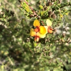 Dillwynia phylicoides (A Parrot-pea) at Gossan Hill - 2 Sep 2021 by goyenjudy