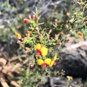 Dillwynia phylicoides at Bruce, ACT - 3 Sep 2021