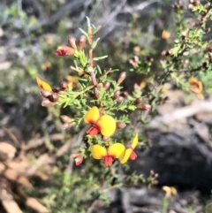Dillwynia phylicoides at Bruce, ACT - 3 Sep 2021