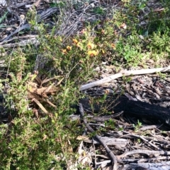 Dillwynia phylicoides at Bruce, ACT - 3 Sep 2021