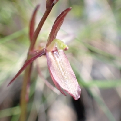 Cyrtostylis reniformis (Common Gnat Orchid) at ANBG South Annex - 3 Sep 2021 by AnneG1