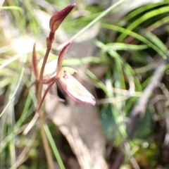 Cyrtostylis reniformis at suppressed - 3 Sep 2021