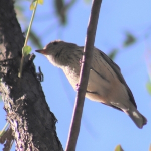 Pachycephala rufiventris at Gundaroo, NSW - 23 Mar 2019 10:32 AM