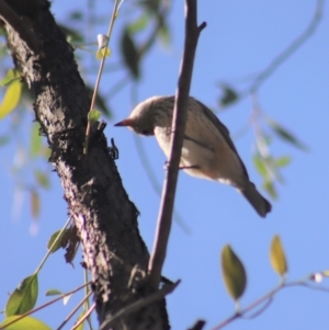 Pachycephala rufiventris at Gundaroo, NSW - 23 Mar 2019 10:32 AM