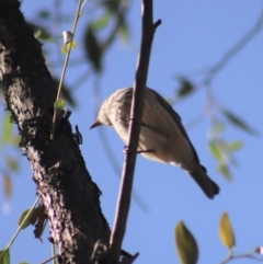 Pachycephala rufiventris at Gundaroo, NSW - 23 Mar 2019 10:32 AM