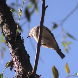 Pachycephala rufiventris at Gundaroo, NSW - 23 Mar 2019 10:32 AM