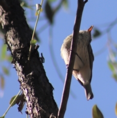 Pachycephala rufiventris at Gundaroo, NSW - 23 Mar 2019 10:32 AM