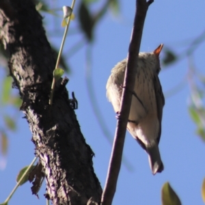 Pachycephala rufiventris at Gundaroo, NSW - 23 Mar 2019 10:32 AM