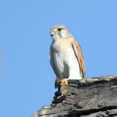 Falco cenchroides (Nankeen Kestrel) at Majura, ACT - 1 Sep 2021 by jbromilow50
