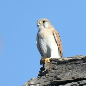 Falco cenchroides at Majura, ACT - suppressed