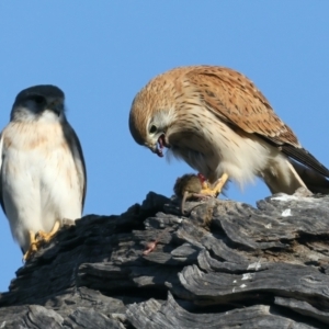 Falco cenchroides at Majura, ACT - suppressed