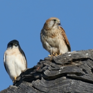 Falco cenchroides at Majura, ACT - suppressed