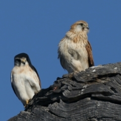 Falco cenchroides at Majura, ACT - suppressed