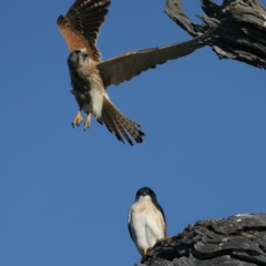 Falco cenchroides at Majura, ACT - suppressed