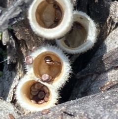 Nidula sp. (A bird's nest fungus) at ANBG South Annex - 3 Sep 2021 by AnneG1