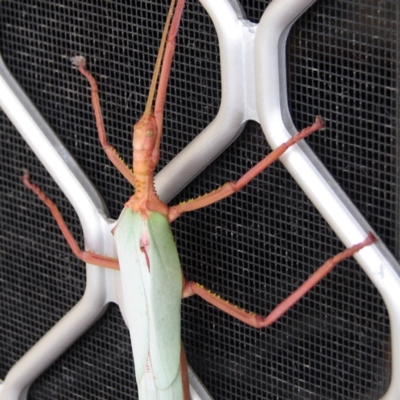 Podacanthus typhon (Pink-winged Stick Insect) at Pambula Beach, NSW - 25 Dec 2009 by KylieWaldon