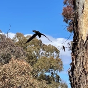 Zanda funerea at Downer, ACT - 9 Aug 2021 11:54 AM