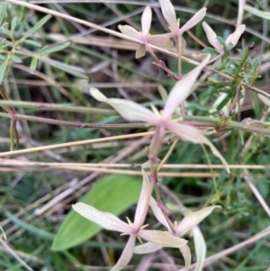 Clematis leptophylla at Downer, ACT - 26 Aug 2021 02:08 PM