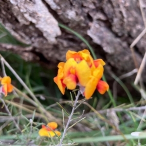 Dillwynia sp. at Downer, ACT - 24 Aug 2021