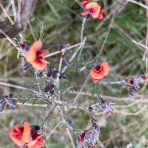 Dillwynia sericea at Hackett, ACT - 24 Aug 2021