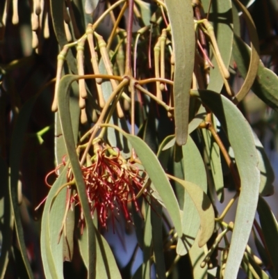 Amyema pendula subsp. pendula (Drooping Mistletoe) at Gundaroo, NSW - 1 Mar 2019 by Gunyijan