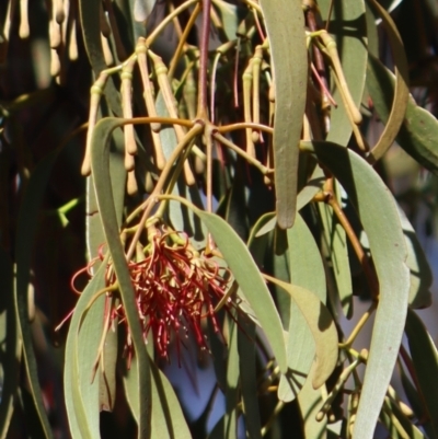 Amyema pendula subsp. pendula (Drooping Mistletoe) at Gundaroo, NSW - 2 Mar 2019 by Gunyijan