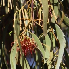 Amyema pendula subsp. pendula (Drooping Mistletoe) at Gundaroo, NSW - 1 Mar 2019 by Gunyijan