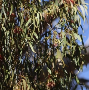 Amyema pendula subsp. pendula at Gundaroo, NSW - 2 Mar 2019