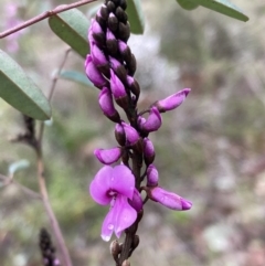 Indigofera australis subsp. australis (Australian Indigo) at Jerrabomberra, ACT - 27 Aug 2021 by AnneG1